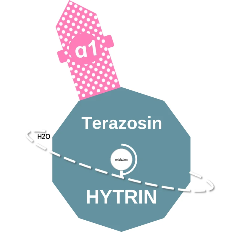 Terazosin ballicule: receptor binding, kinetics and half-life diagram