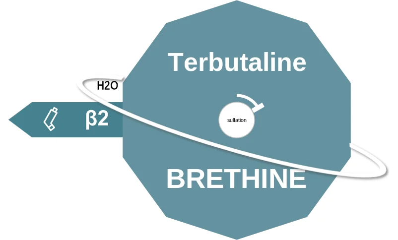 Terbutaline ballicule: receptor binding, kinetics and half-life diagram