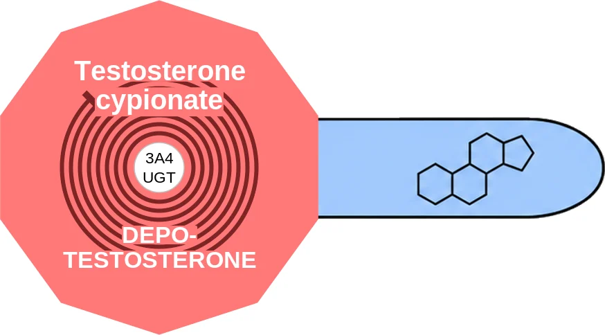 Testosterone cypionate ballicule: receptor binding, kinetics and half-life diagram