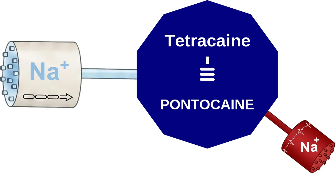 Tetracaine ballicule: receptor binding, kinetics and half-life diagram