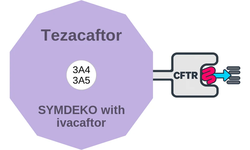 Tezacaftor ballicule: receptor binding, kinetics and half-life diagram