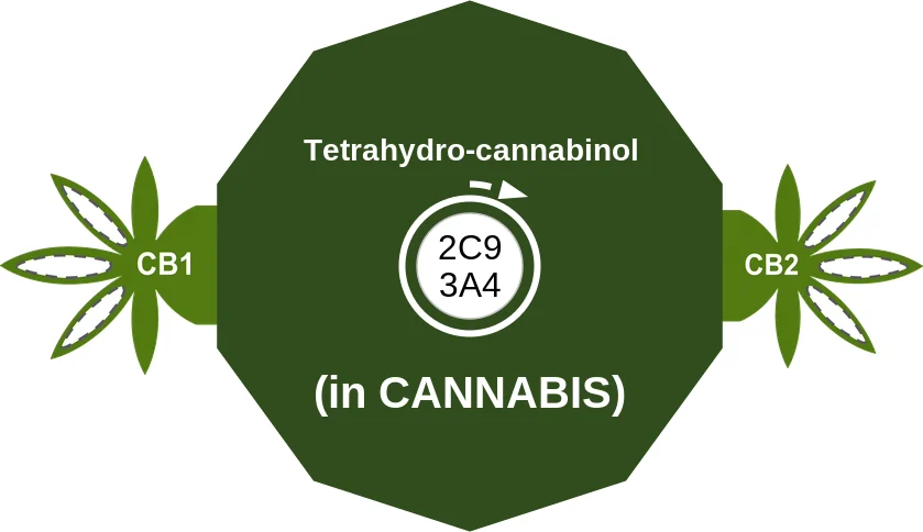 Tetrahydrocannabinol ballicule: receptor binding, kinetics and half-life diagram