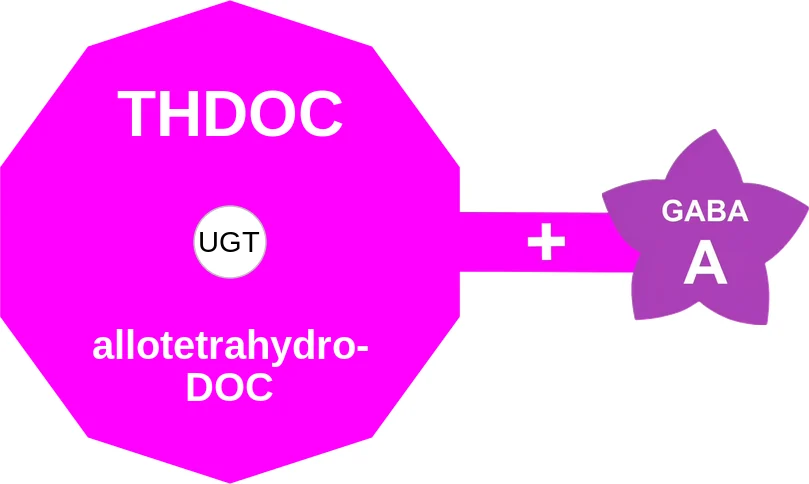 THDOC ballicule: receptor binding, kinetics and half-life diagram