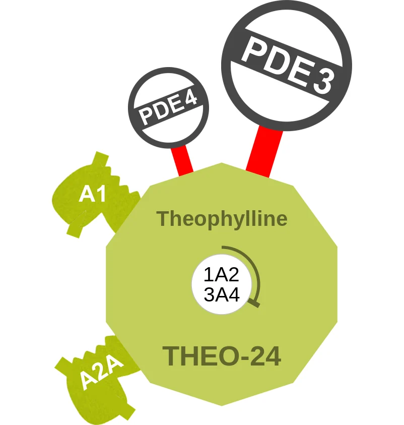 Theophylline ballicule: receptor binding, kinetics and half-life diagram