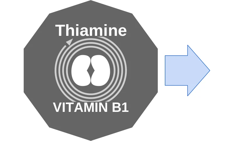 Thiamine ballicule: receptor binding, kinetics and half-life diagram