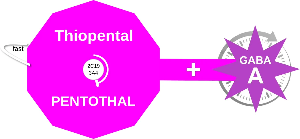 Thiopental ballicule: receptor binding, kinetics and half-life diagram