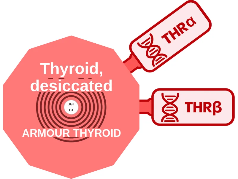 Thyroid, desiccated ballicule: receptor binding, kinetics and half-life diagram