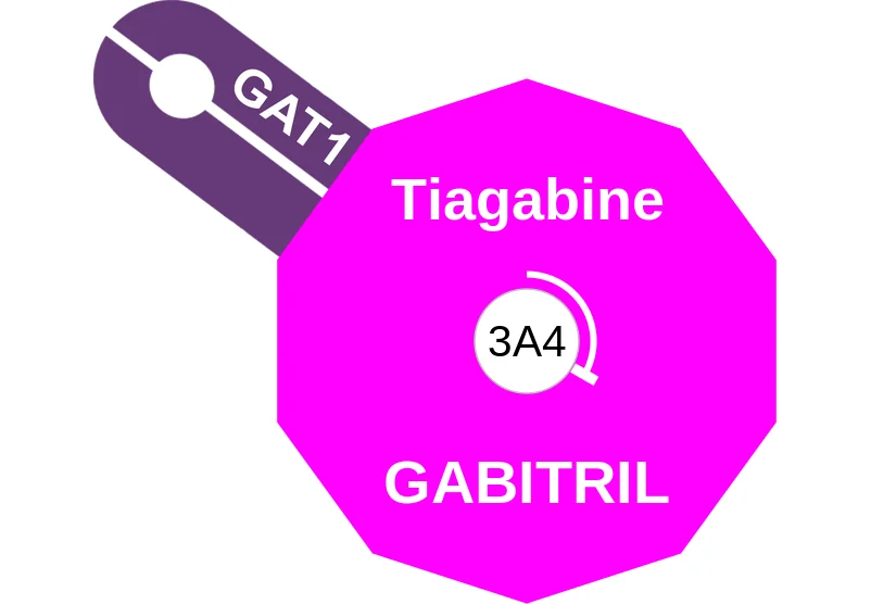 Tiagabine ballicule: receptor binding, kinetics and half-life diagram