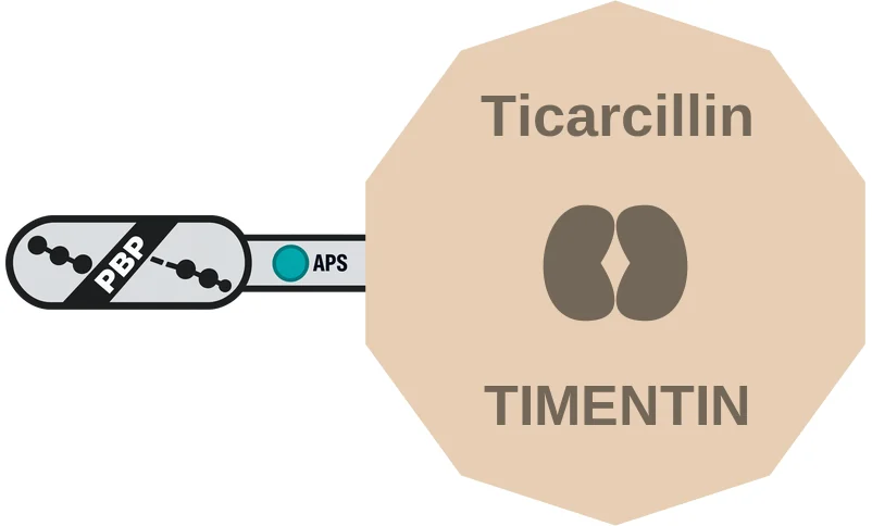Ticarcillin ballicule: receptor binding, kinetics and half-life diagram