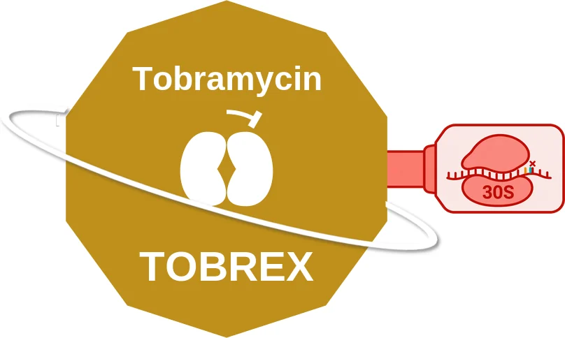 Tobramycin ballicule: receptor binding, kinetics and half-life diagram
