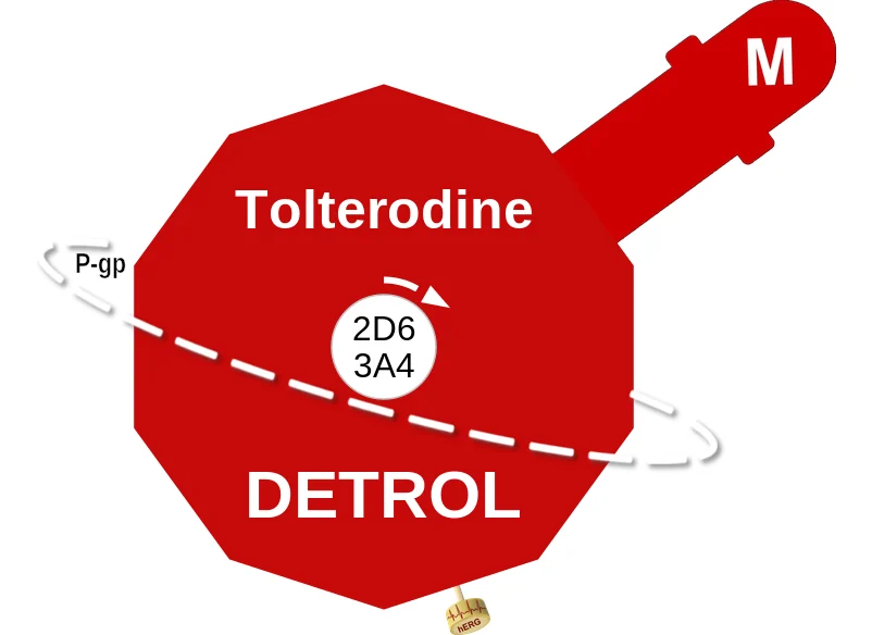 Tolterodine ballicule: receptor binding, kinetics and half-life diagram