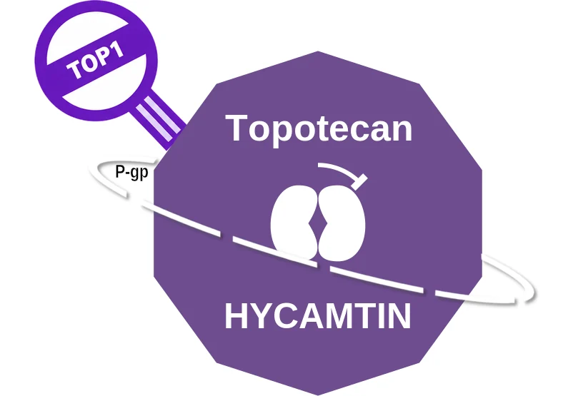 Topotecan ballicule: receptor binding, kinetics and half-life diagram