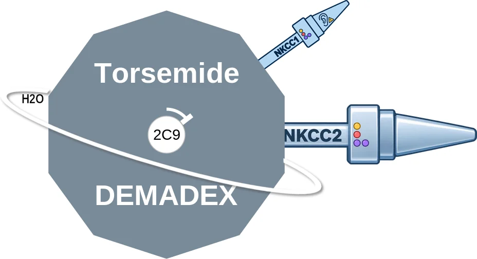 Torsemide ballicule: receptor binding, kinetics and half-life diagram