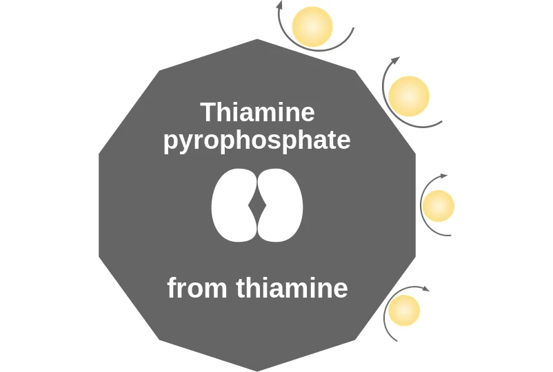Thiamine pyrophosphate ballicule: receptor binding, kinetics and half-life diagram