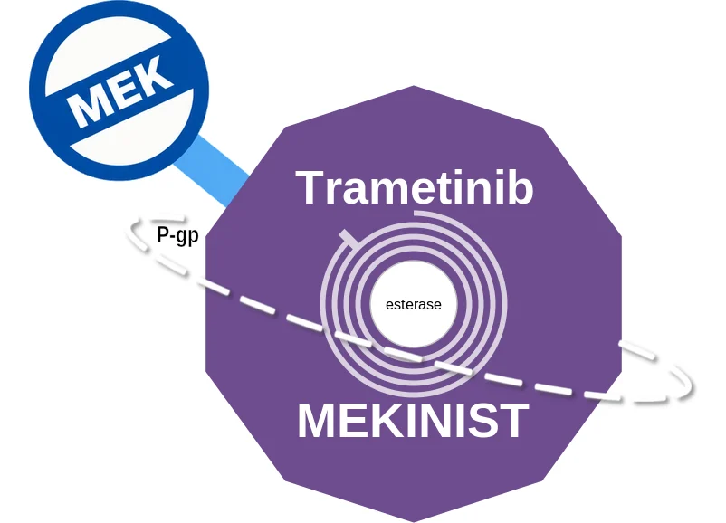 Trametinib ballicule: receptor binding, kinetics and half-life diagram