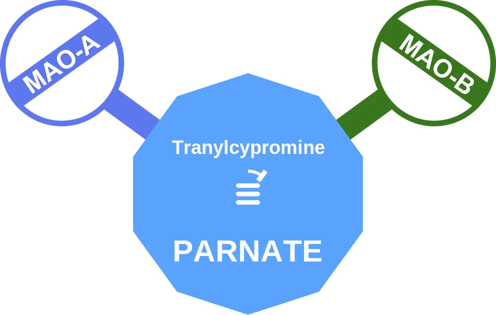 Tranylcypromine ballicule: receptor binding, kinetics and half-life diagram