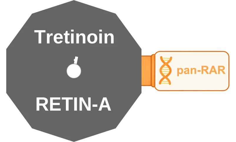 Tretinoin ballicule: receptor binding, kinetics and half-life diagram
