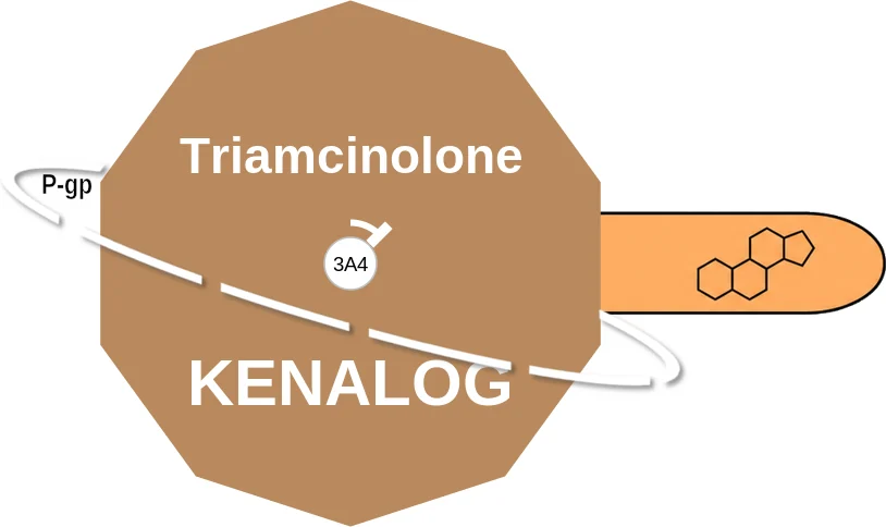 Triamcinolone ballicule: receptor binding, kinetics and half-life diagram