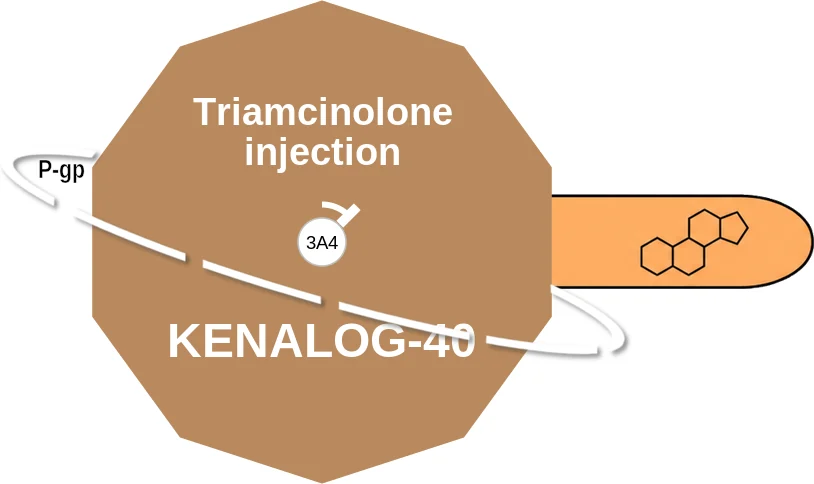 Triamcinolone injection ballicule: receptor binding, kinetics and half-life diagram
