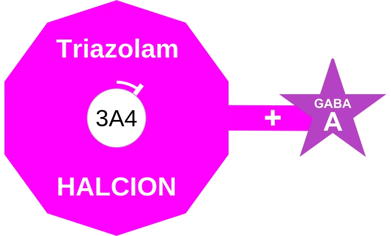 Triazolam ballicule: receptor binding, kinetics and half-life diagram