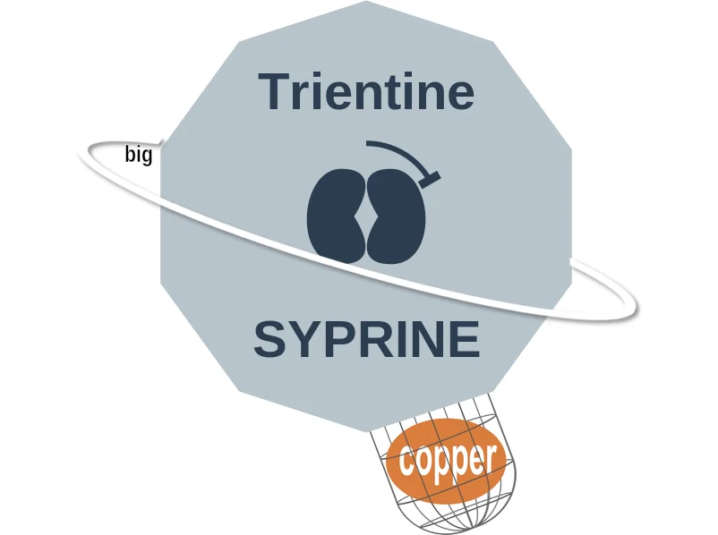 Trientine ballicule: receptor binding, kinetics and half-life diagram