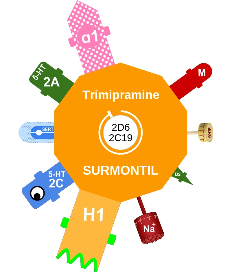 Trimipramine ballicule: receptor binding, kinetics and half-life diagram
