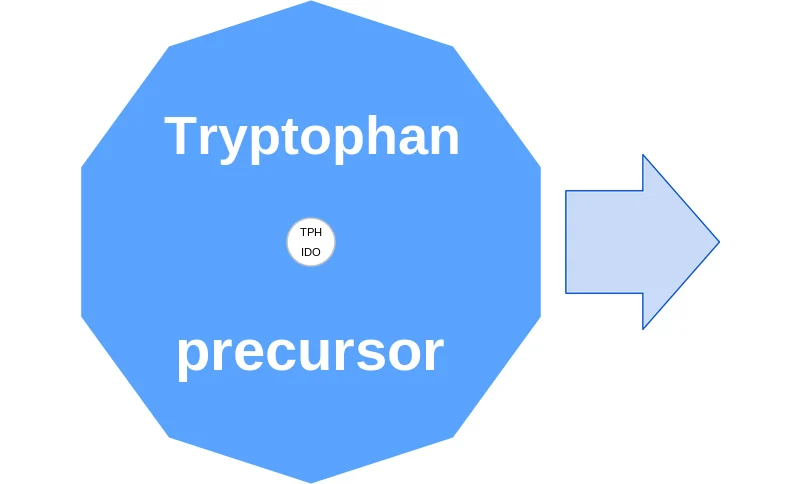 Tryptophan ballicule: receptor binding, kinetics and half-life diagram