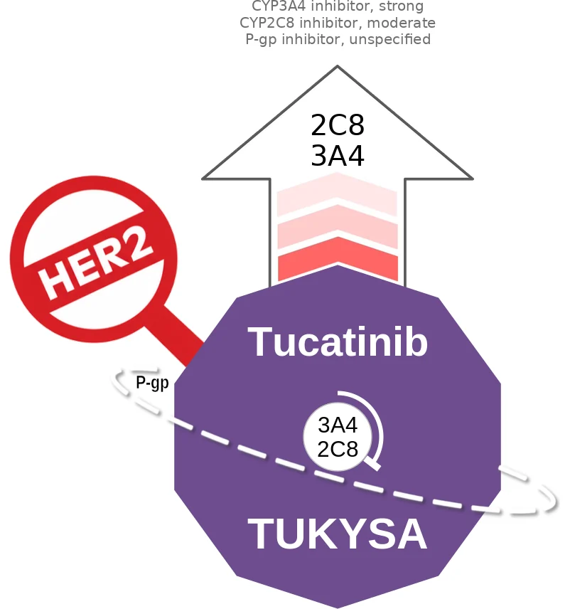 Tucatinib ballicule: receptor binding, kinetics and half-life diagram