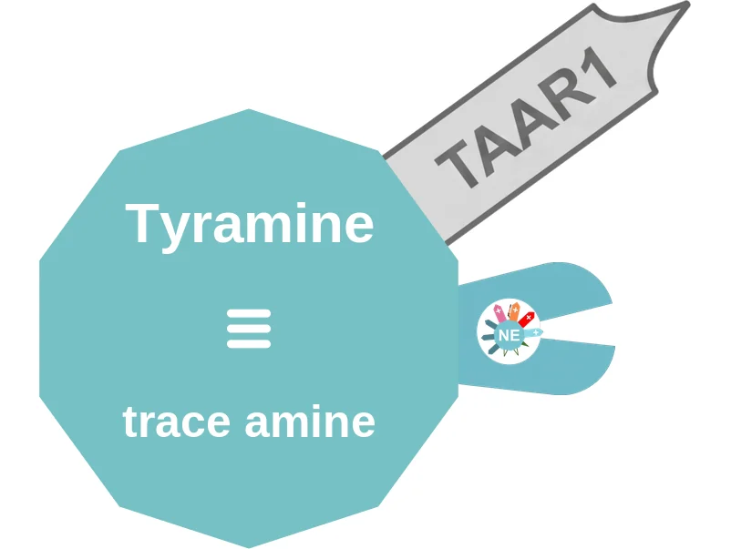 Tyramine ballicule: receptor binding, kinetics and half-life diagram