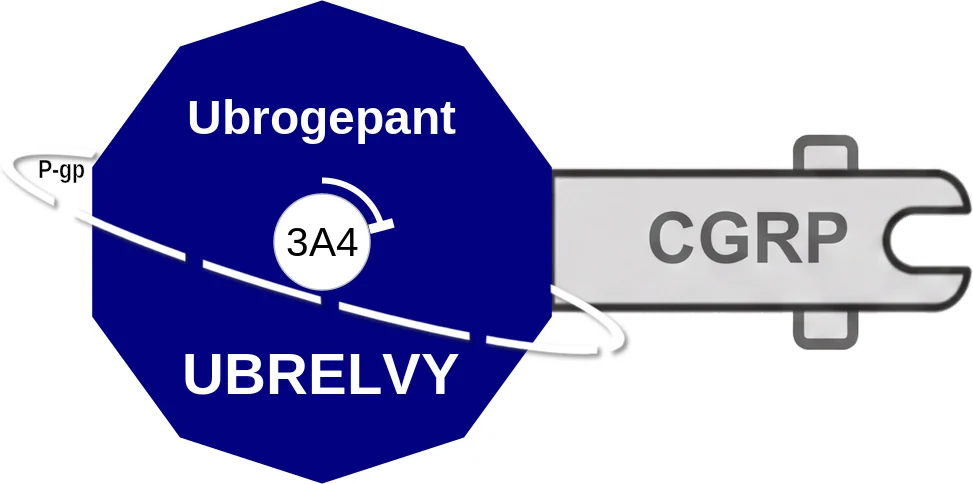 Ubrogepant ballicule: receptor binding, kinetics and half-life diagram