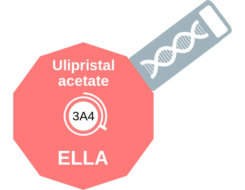 Ulipristal acetate ballicule: receptor binding, kinetics and half-life diagram