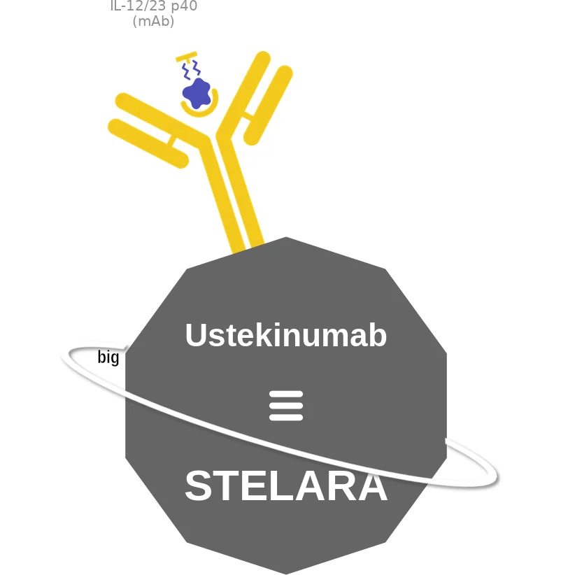 Ustekinumab ballicule: receptor binding, kinetics and half-life diagram
