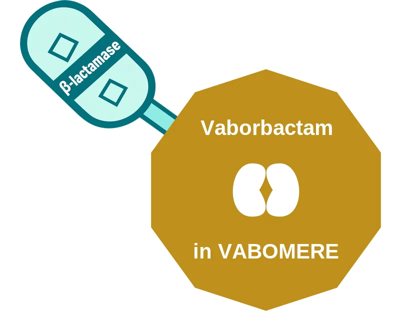 Vaborbactam ballicule: receptor binding, kinetics and half-life diagram