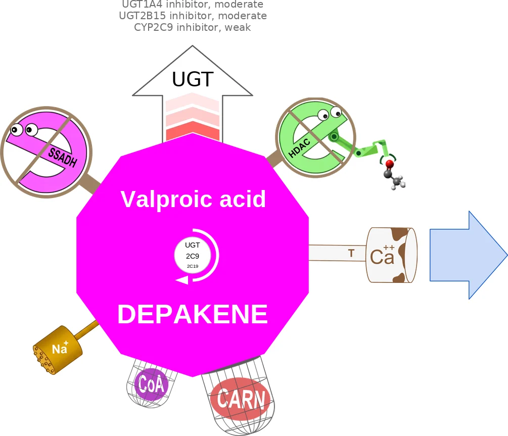 Valproic acid ballicule: receptor binding, kinetics and half-life diagram