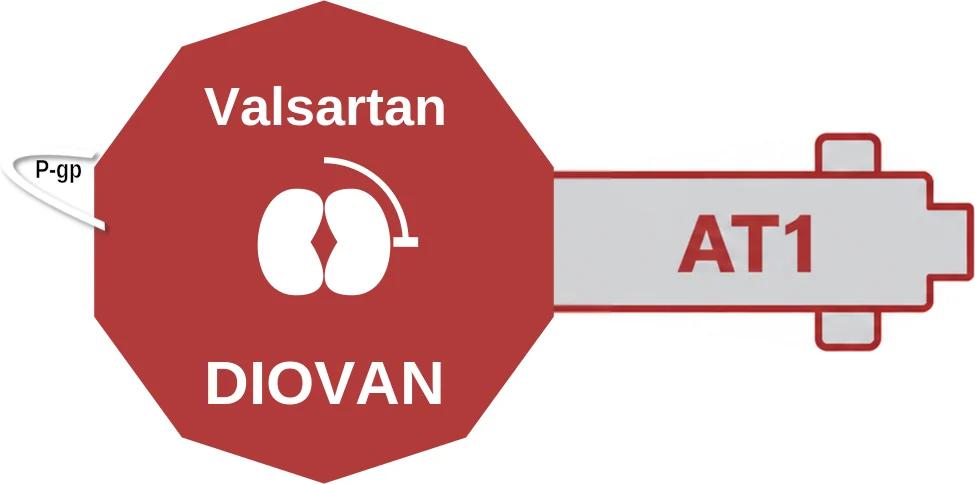 Valsartan ballicule: receptor binding, kinetics and half-life diagram
