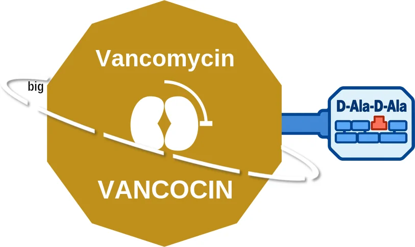 Vancomycin ballicule: receptor binding, kinetics and half-life diagram