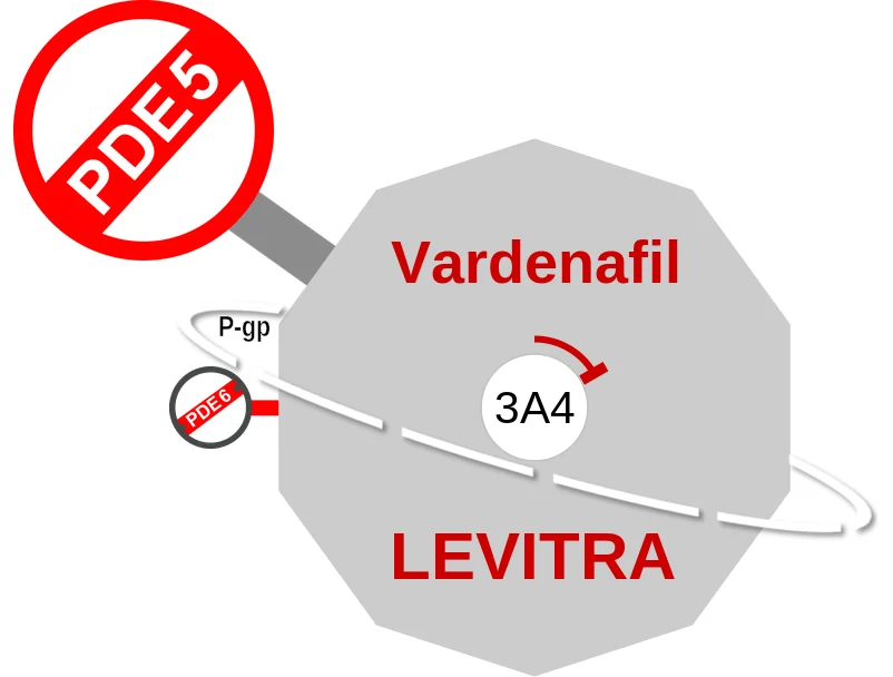 Vardenafil ballicule: receptor binding, kinetics and half-life diagram