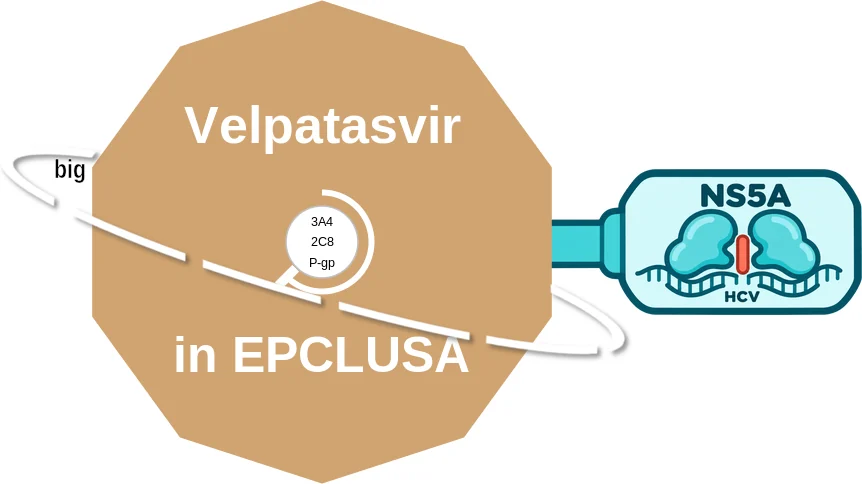 Velpatasvir ballicule: receptor binding, kinetics and half-life diagram