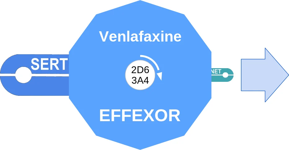 Venlafaxine ballicule: receptor binding, kinetics and half-life diagram