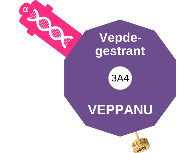 Vepdegestrant ballicule: receptor binding, kinetics and half-life diagram