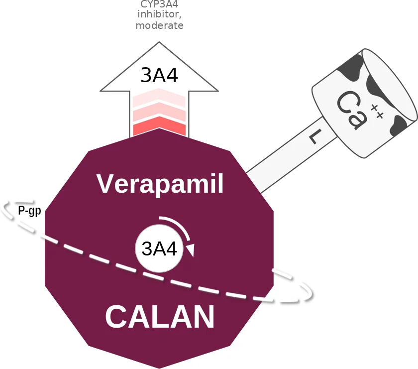 Verapamil ballicule: receptor binding, kinetics and half-life diagram