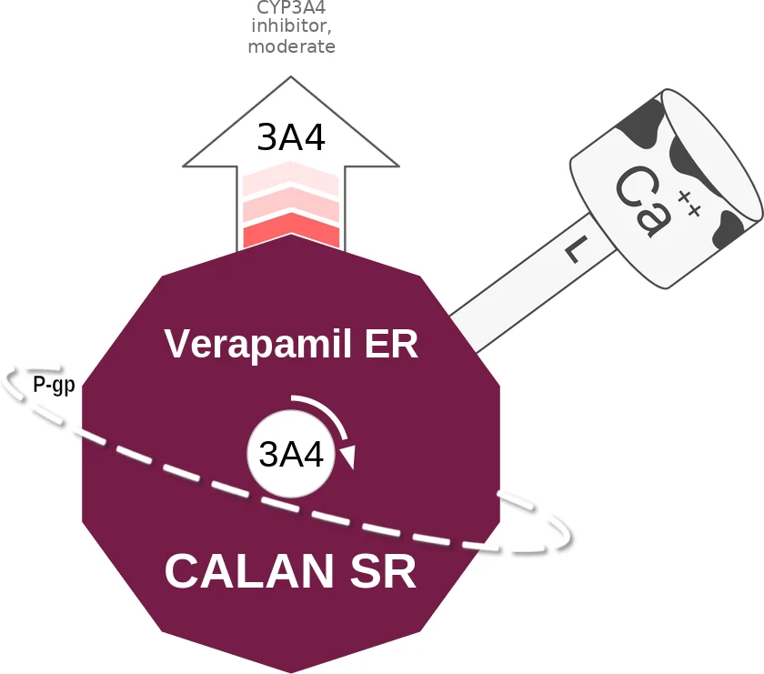Verapamil ER ballicule: receptor binding, kinetics and half-life diagram