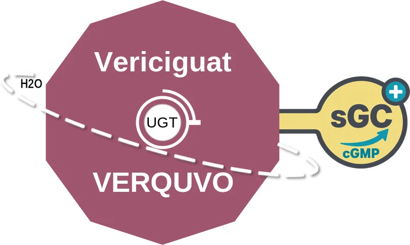 Vericiguat ballicule: receptor binding, kinetics and half-life diagram