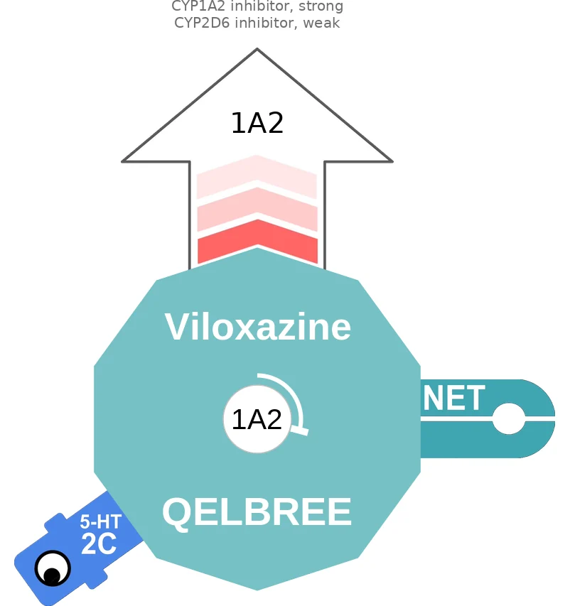 Viloxazine ballicule: receptor binding, kinetics and half-life diagram