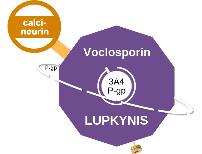 Voclosporin ballicule: receptor binding, kinetics and half-life diagram