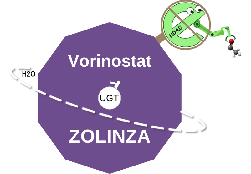 Vorinostat ballicule: receptor binding, kinetics and half-life diagram