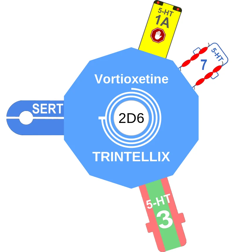 Vortioxetine ballicule: receptor binding, kinetics and half-life diagram