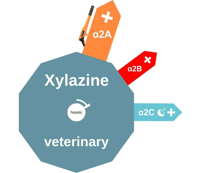Xylazine ballicule: receptor binding, kinetics and half-life diagram