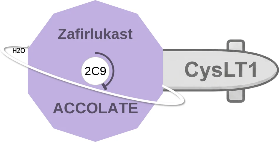 Zafirlukast ballicule: receptor binding, kinetics and half-life diagram