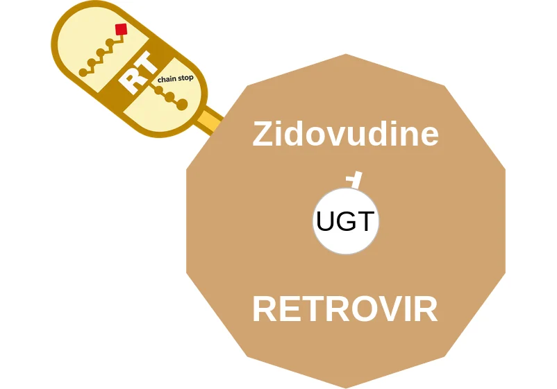 Zidovudine ballicule: receptor binding, kinetics and half-life diagram